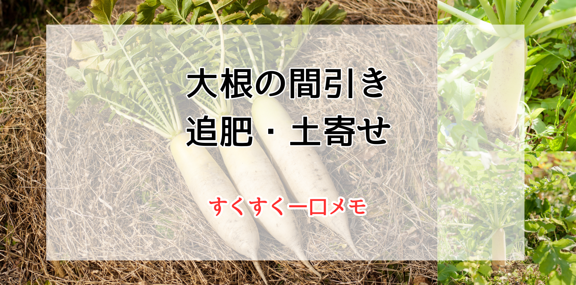 大根の間引き・追肥・土寄せについて すくすく一口メモ