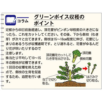 タキイ種苗　茎ブロッコリー・グリーンボイス　DF 0.9ml　茎が細くてやわらかい(茎)ステムブロッコリー