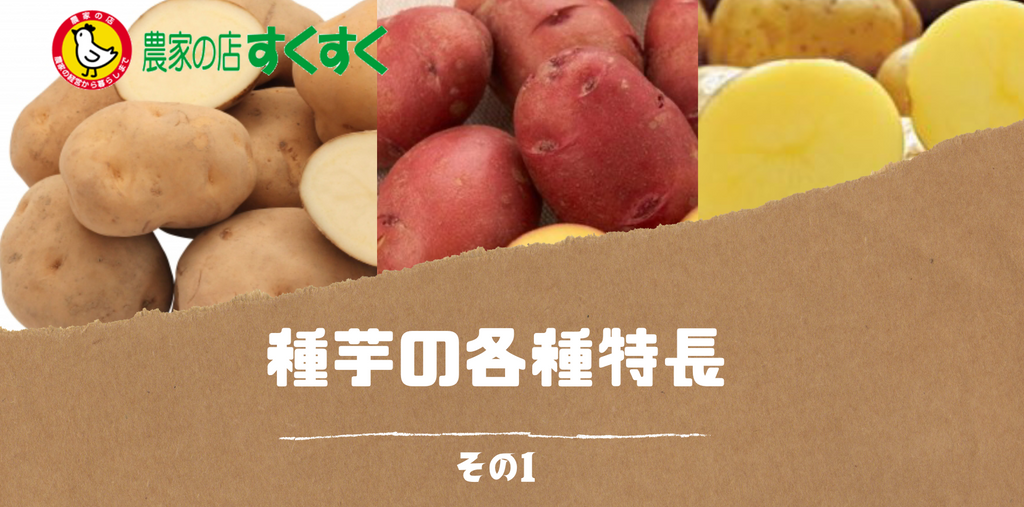 種芋 ジャガイモの各種特長 その1 農家の店すくすく