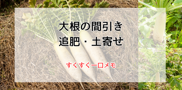 大根の間引き・追肥・土寄せについて　すくすく一口メモ