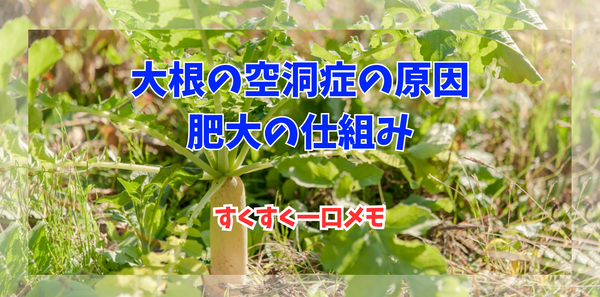 大根の空洞症・肥大の仕組み　すくすく一口メモ