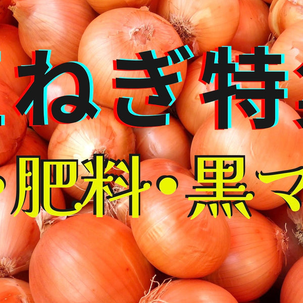 玉ねぎ苗を植えよう！！玉ねぎ特集