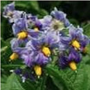 【売り切れ】種芋　春作用　ワセシロ　1kg　PVP