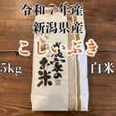 【再入荷しました】こしいぶき　白米　5kg　令和7年産　新潟県産　