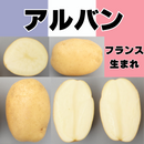 【売り切れ】種芋　春作用　アルバン　1kg　PVP