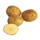 【売り切れ】種芋　秋作用　ニシユタカ   500g・1kg   PVP じゃがいも　