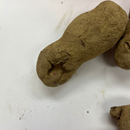 【訳あり・割れあり】種芋　春作用　ノーザンルビー　約1kg　PVP