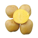 【売り切れ】種芋　秋作用　ながさき黄金   500g・1kg  PVP じゃがいも