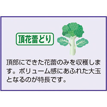 タキイ種苗　ブロッコリー・トップギア  DF 1.1ml　肥大性のよい濃緑花蕾の中早生種