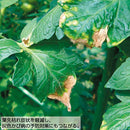 タキイ　トマト元気液肥　20kg　0-5.5-8　1箱