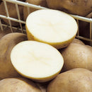 【売り切れ】種芋　春作用 　きたかむい　1kg　PVP　じゃがいも種イモ