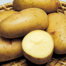 【売り切れ】種芋　春作用　はるか　1kg　PVP