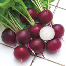 タキイ種苗　ダイコン・紫丸二十日ダイコン　ルビーコメット　GF 約310粒  二十日大根　生育が早く作りやすいF1ラディッシュ