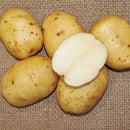 【売り切れ】種芋　春作用　ワセシロ　1kg　PVP