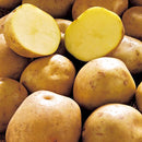 【売り切れ】種芋　秋作用　デジマ　1kg  PVP じゃがいも