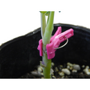 接木フレンド　50ケ入・200ケ入　ジベレリン処理の目印に