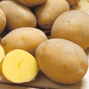 【売り切れ】種芋　秋作用　さんじゅう丸  500g  PVP じゃがいも