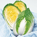 タキイ種苗　ハクサイ・晴黄85  ペレット100粒　べと病に強い中生白菜