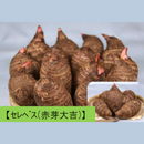 タネイモ　里芋　赤芽大吉　セレベス　500g・1kg