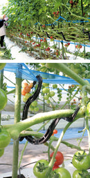 トマト・ミニトマトの誘引フック　カケ次郎　10個入・50個入　KJR-50　かけじろう