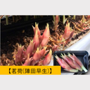 地掘り苗　ミョウガ　茗荷　500g