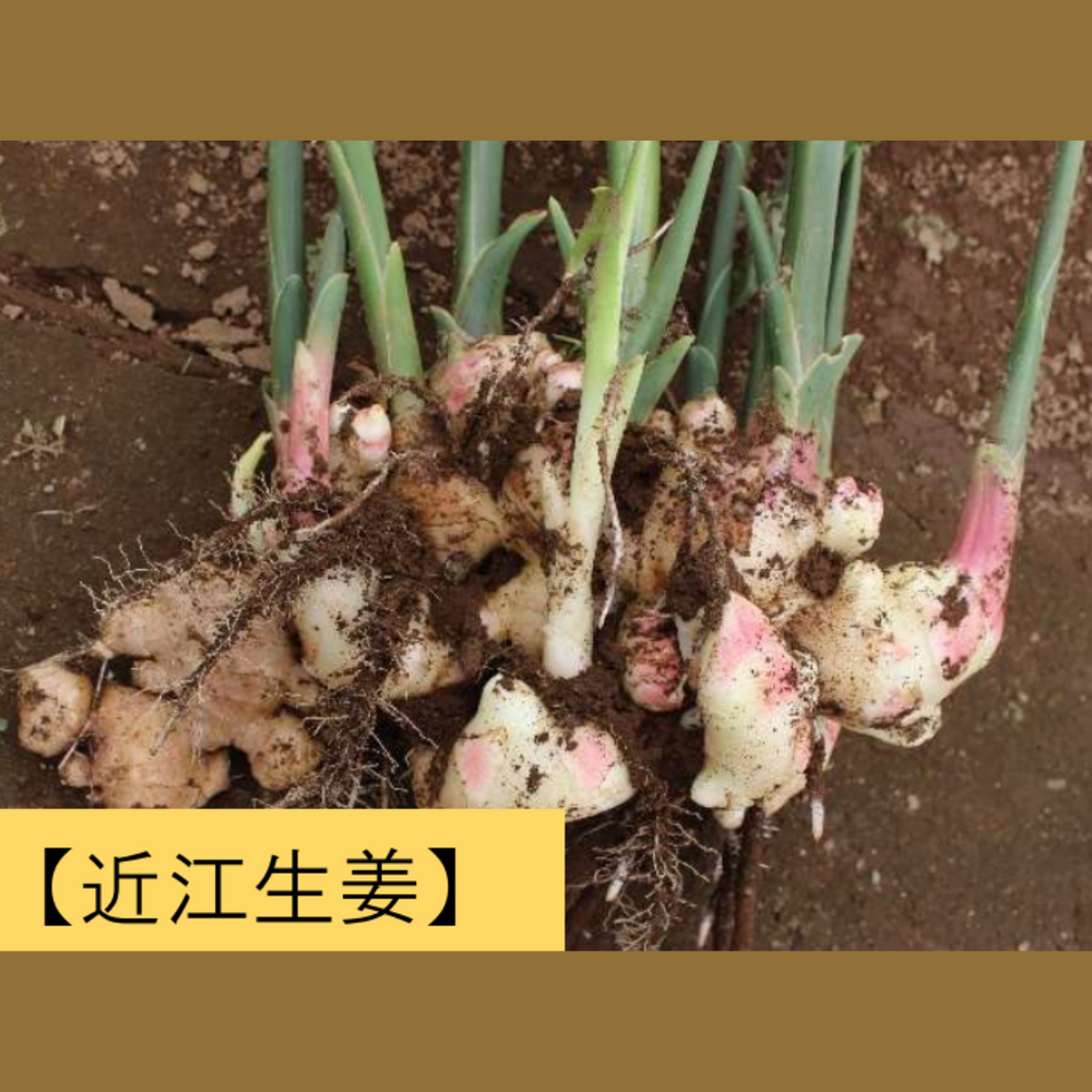 タネショウガ 近江大生姜 千葉県産 1kg・2kg