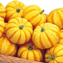 ミニカボチャ　プッチィーニ　約7粒　サカタのタネ　みにかぼちゃ　プッチーニ
