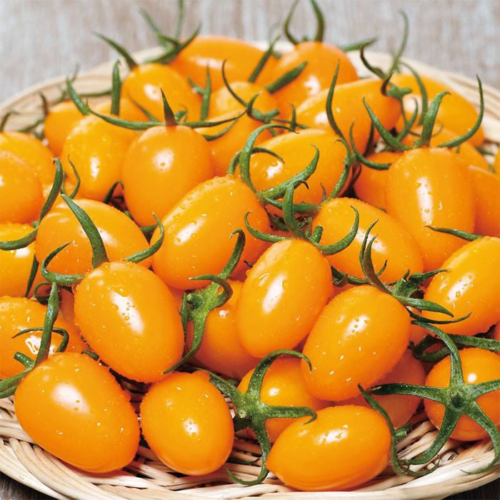 ミニトマト　オレンジアイコ　約13粒　サカタのタネ