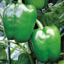 ピーマン　ジャンボピーマン　デカチャンプ　0.7ml　サカタのタネ　