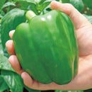 ピーマン　ジャンボピーマン　デカチャンプ　0.7ml　サカタのタネ　