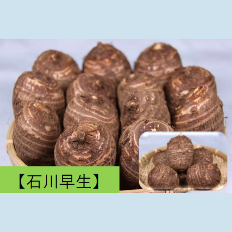 タネイモ　里芋　石川早生　500g・1kg