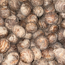 タネイモ里芋　新潟県五泉市産　早生里芋　1kg