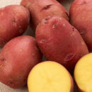 【売り切れ】種芋　春作用　レッドムーン　1kg　PVP