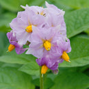 【売り切れ】種芋　春作用　キタアカリ　1kg・2kg 　PVP　たねいも