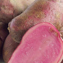 【売り切れ】種芋　春作用　ノーザンルビー　1kg　PVP