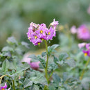 【売り切れ】種芋　春作用　メークイン　1kg・2kg　PVP