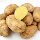 【売り切れ】種芋　春作用　シンシア　1kg　PVP