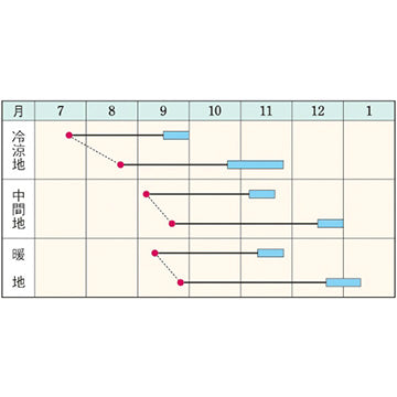 タキイ種苗　ダイコン・YRくらま　DF 8ml・20ml  大根