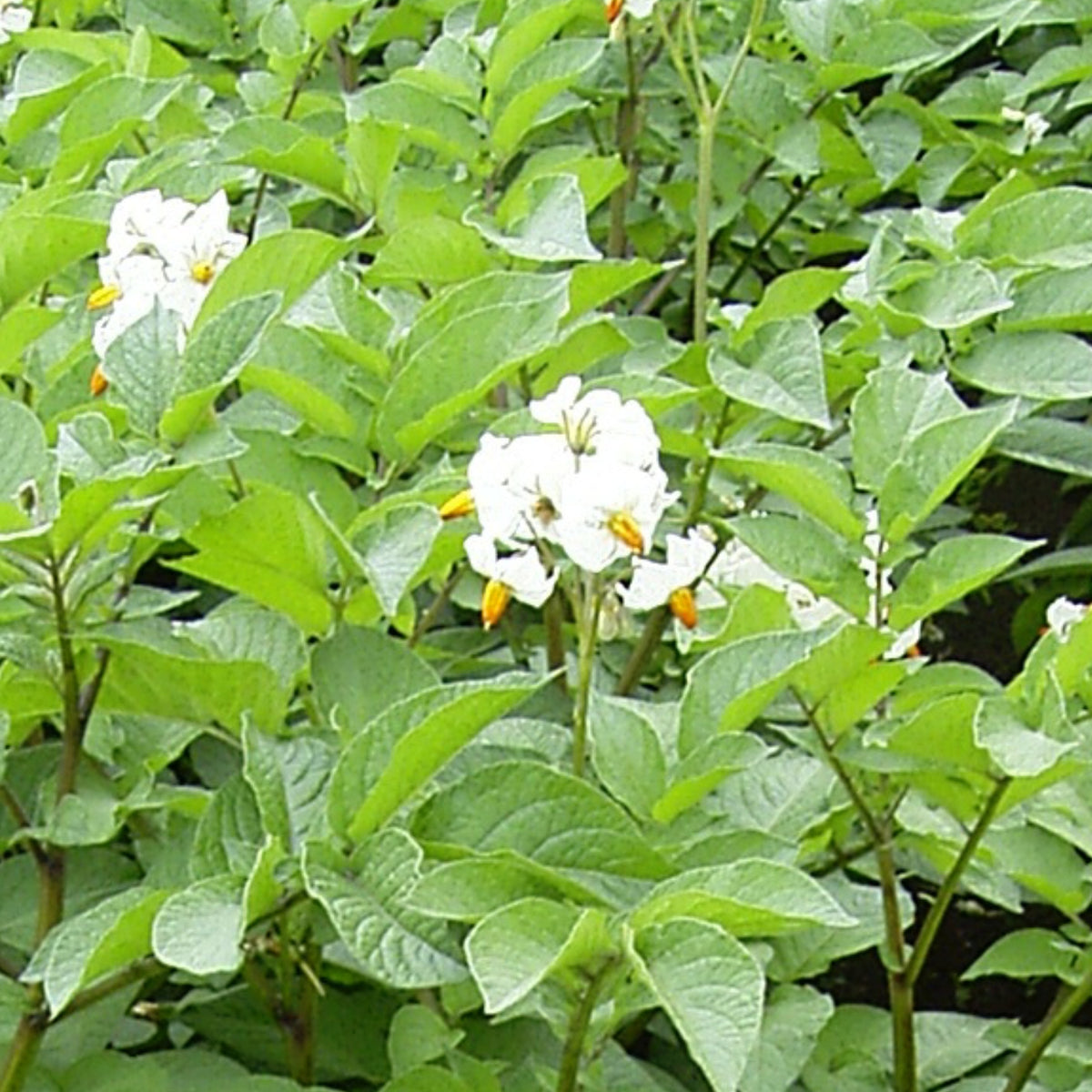 売り切れ】種芋 春作用 ノーザンルビー 1kg PVP