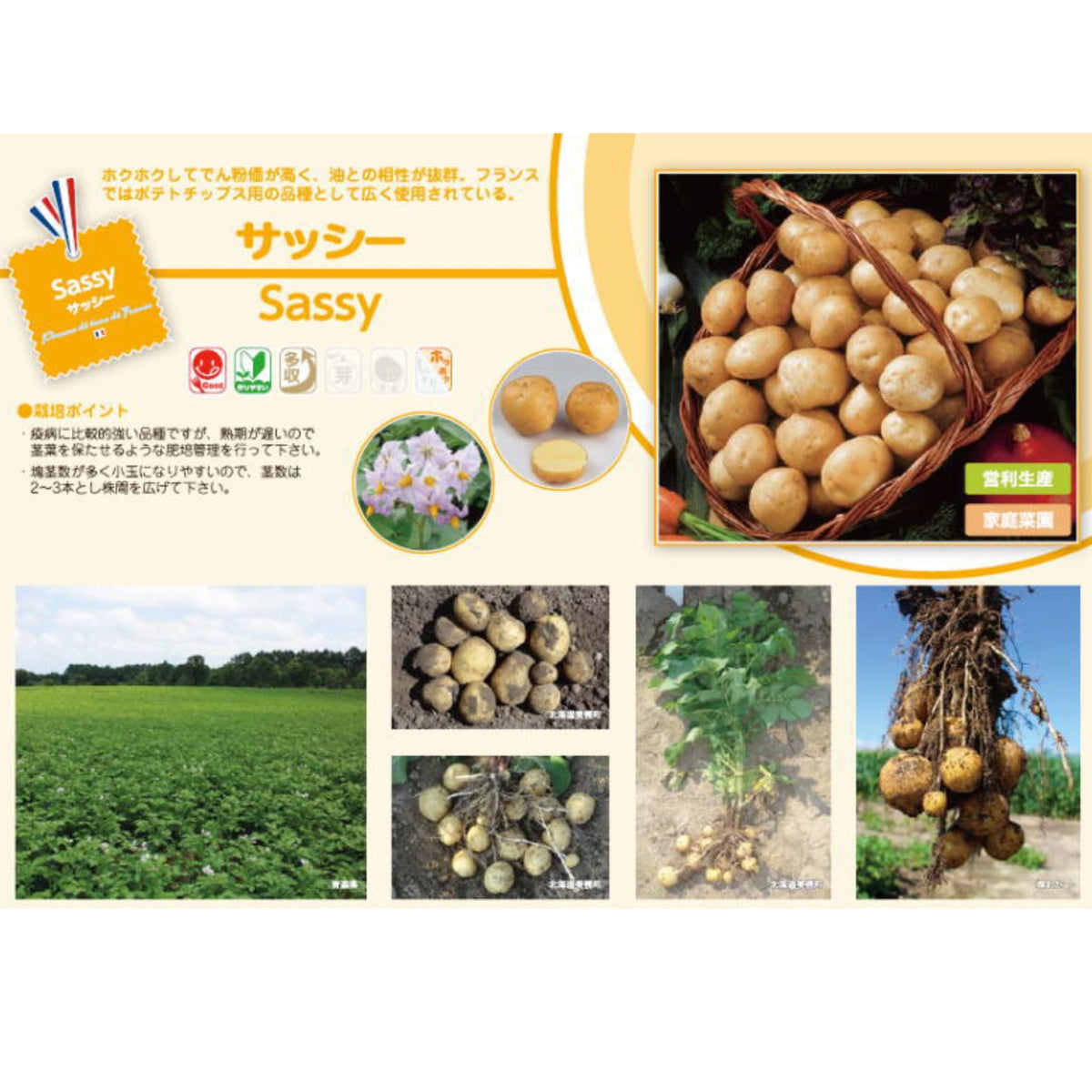 売り切れ】種芋 春作用 サッシー 1kg PVP