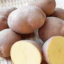 種芋　春作用　サッシー　1kg　PVP