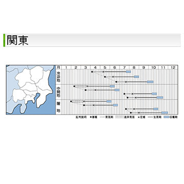 タキイ種苗　キャベツ・彩里  DF 1.1ml　夏秋どり早生種　耐病性にすぐれる