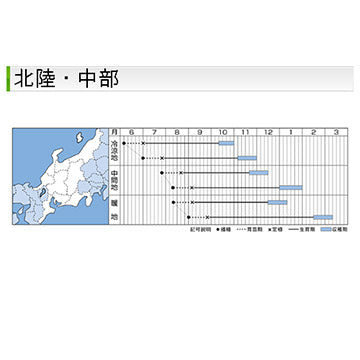 タキイ種苗　キャベツ・夢舞台　DF 1.1ml　食味のよい冬どり種　低温肥大性良好