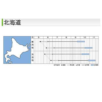 タキイ種苗　キャベツ・夢舞台　DF 1.1ml　食味のよい冬どり種　低温肥大性良好