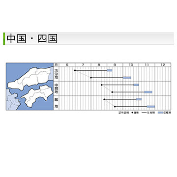 タキイ種苗　ダイコン・夏の翼 　DF 7ml  大根　刺身のツマに