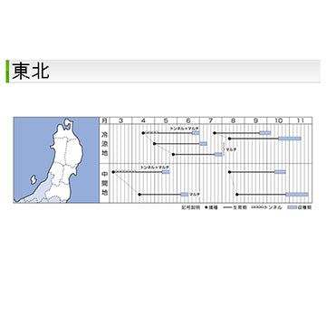 タキイ種苗　ダイコン・三太郎  DF 7ml・20ml プランターでも作れる短形大根