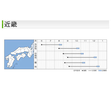 タキイ種苗　ダイコン・秋神楽　DF 7ml 大根　淡緑首で作りやすい多用途大根