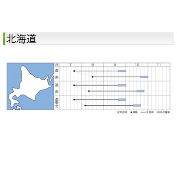 タキイ種苗　ダイコン・秋神楽　DF 7ml 大根　淡緑首で作りやすい多用途大根