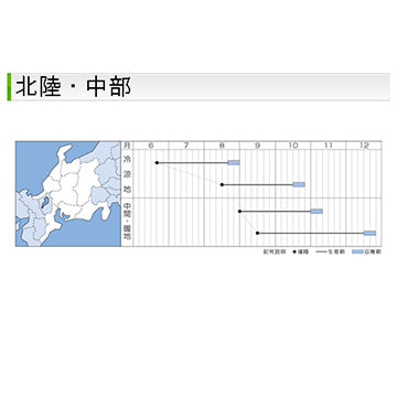 タキイ種苗　ダイコン・秋神楽　DF 7ml 大根　淡緑首で作りやすい多用途大根