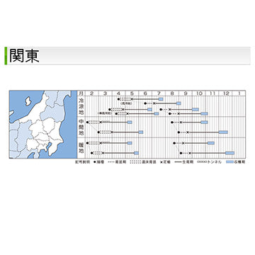 タキイ種苗　ハクサイ・オレンジクイン　ペレット種子100粒　球内色がオレンジ、生食もできる白菜